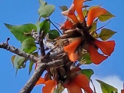 Erythrina afra leaves